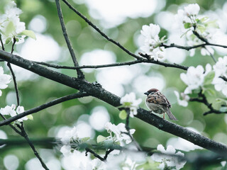 二级保护动物有哪些鱼